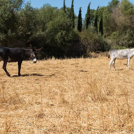 Feliu Country house Porreres